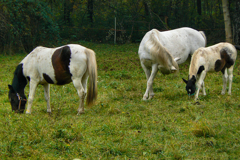 Animali al pascolo